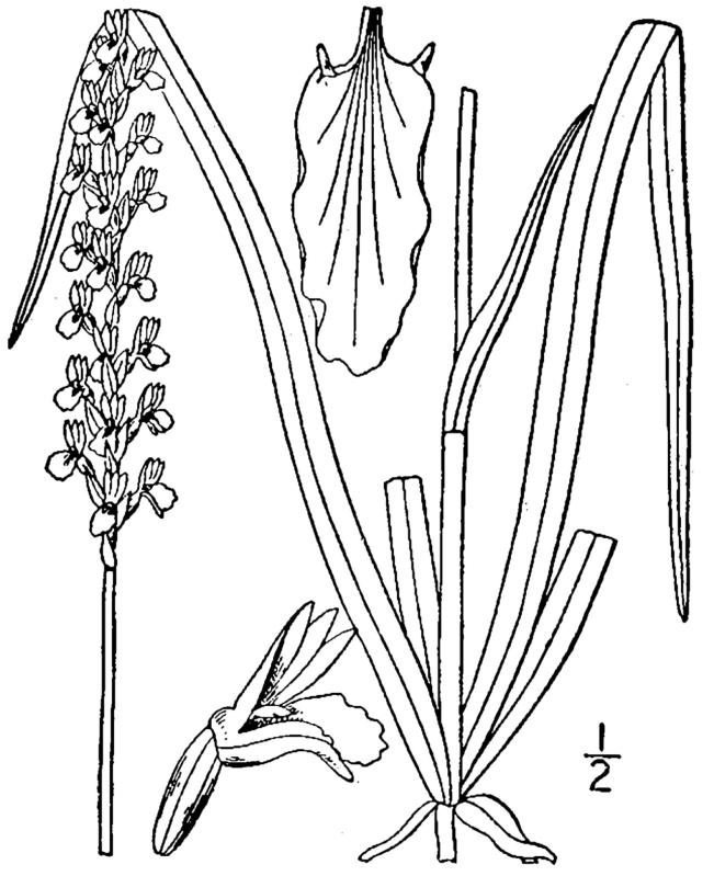 Figure 66b.