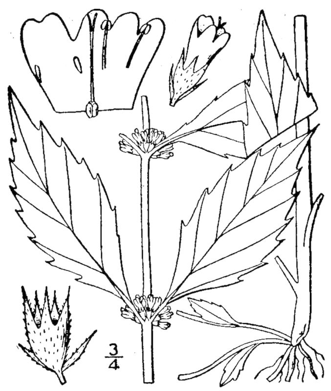 Figure 224b.