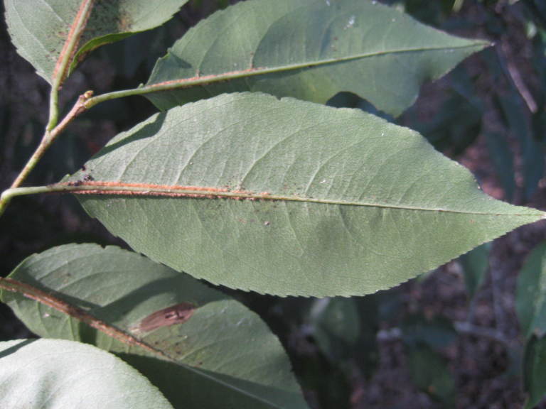 Figure 122b.
