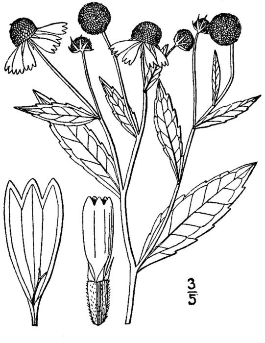 Figure 173.
