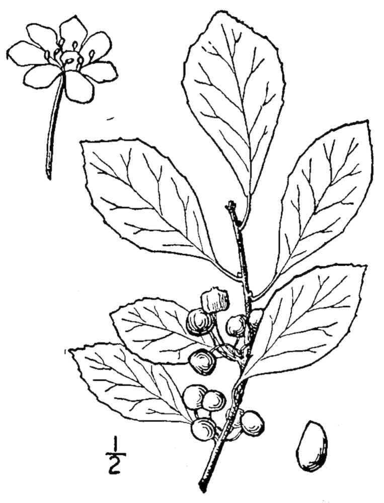 Figure 147a.
