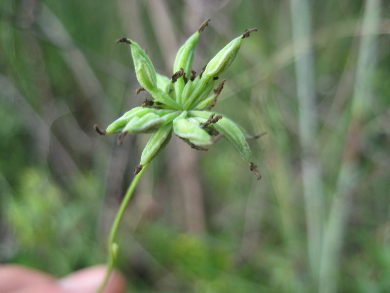 Figure 139d.