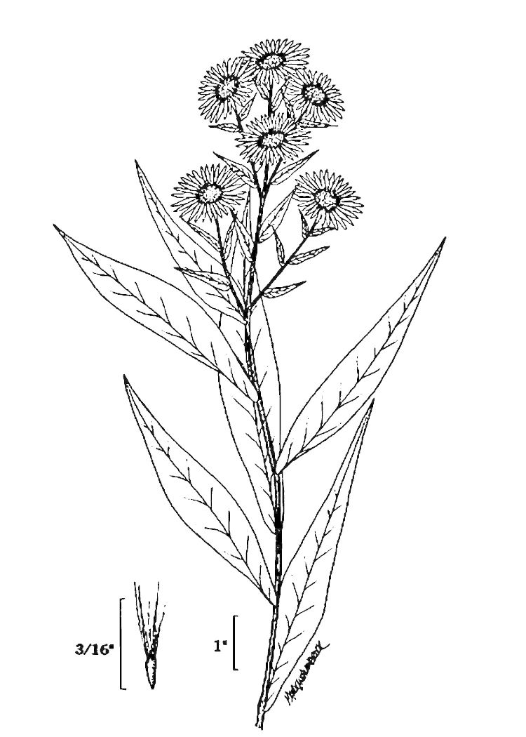 Figure 179d.