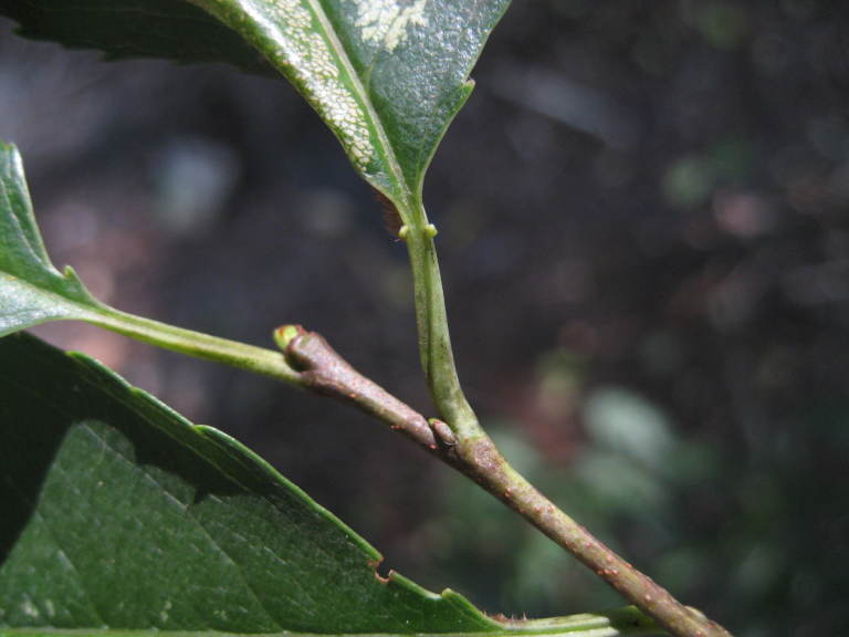 Figure 122c.