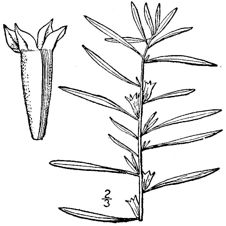 Figure 233b.