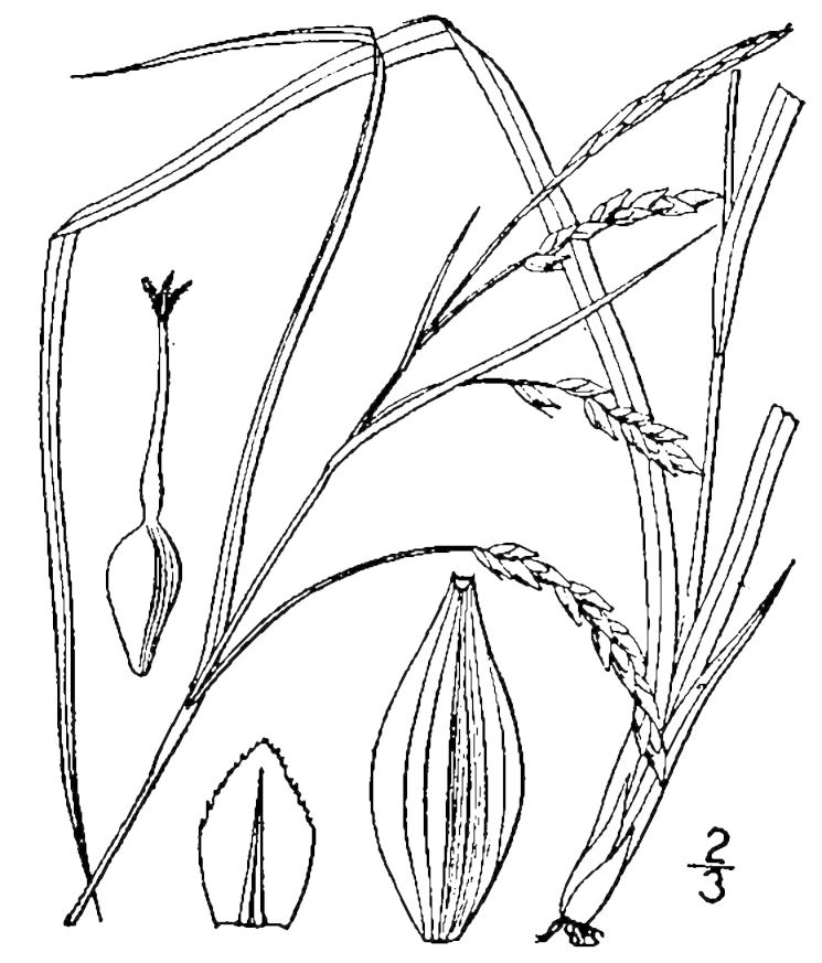Figure 36f.