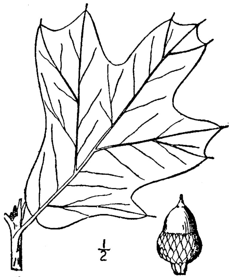 Figure 212d.