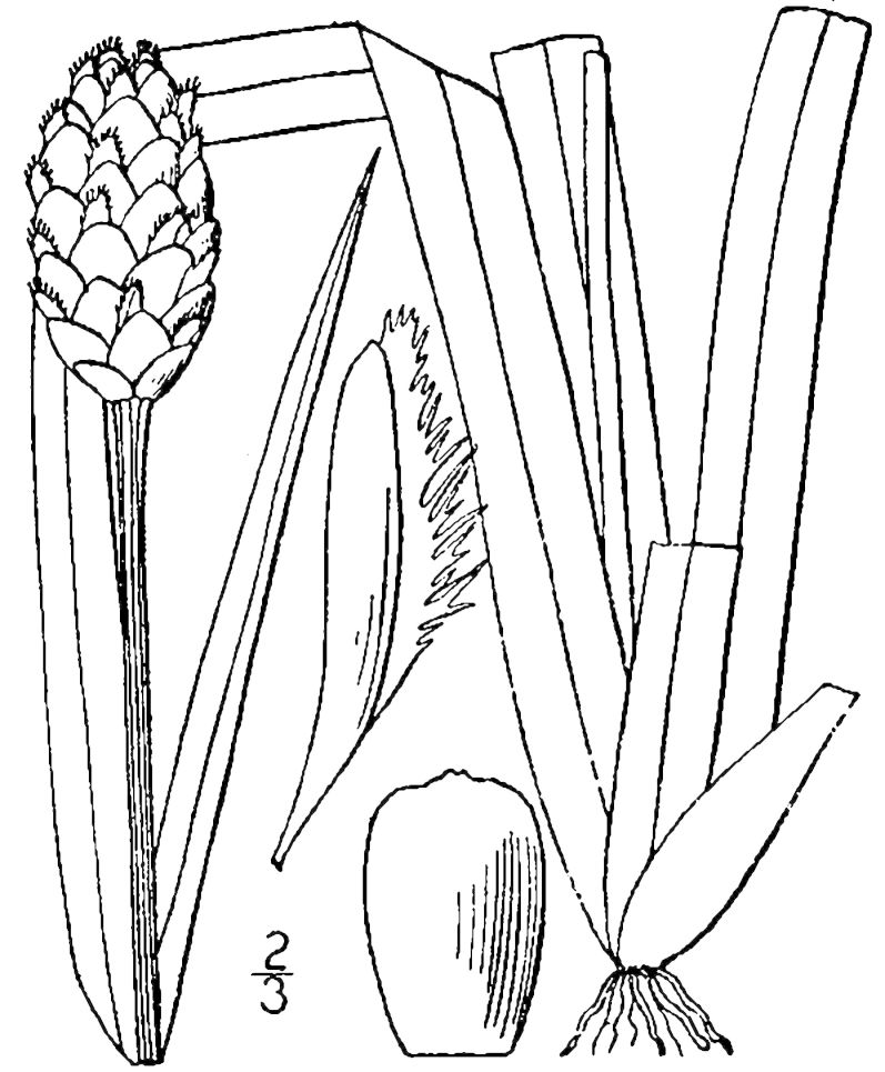 Figure 96c.