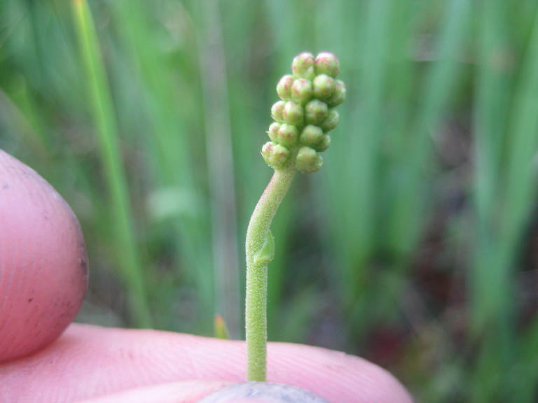 Figure 95b.