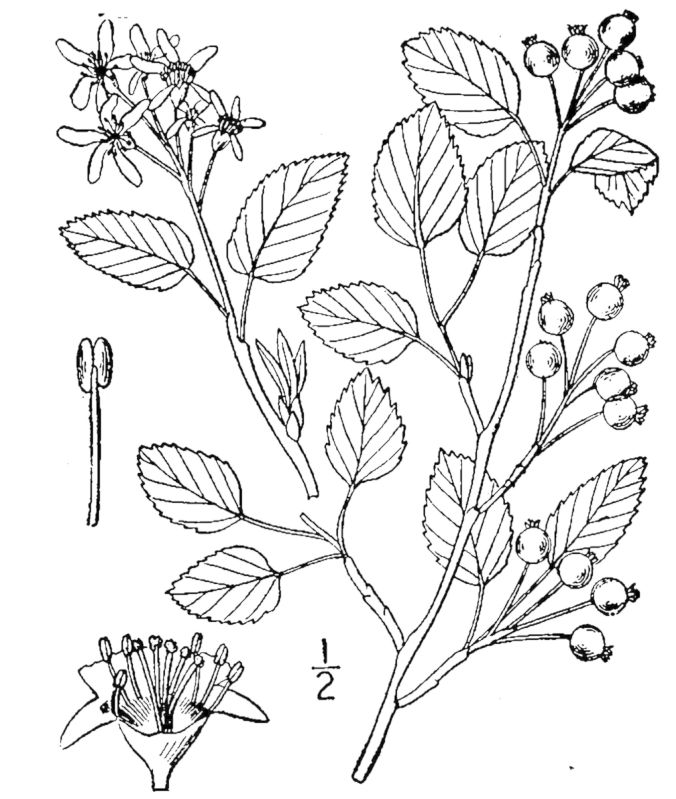 Figure 241b.