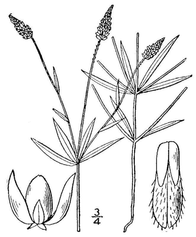 Figure 237e.