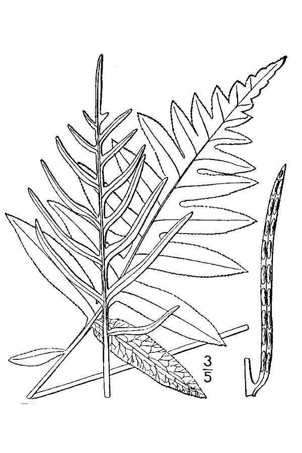 Figure 15a.