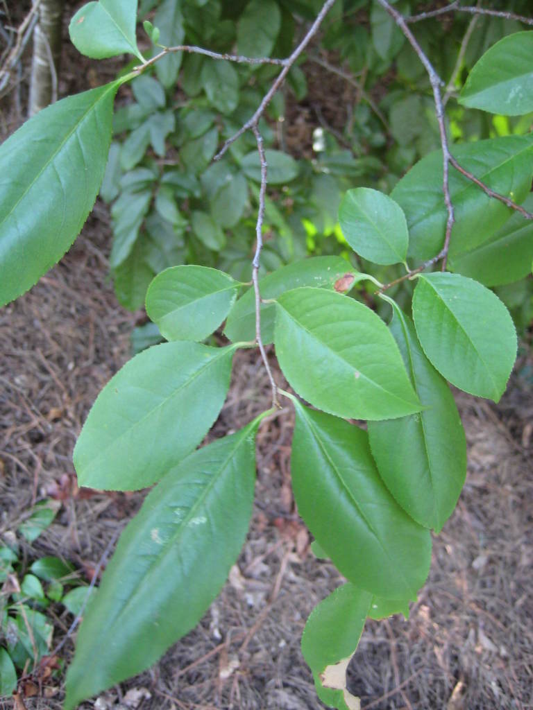 Figure 122a.
