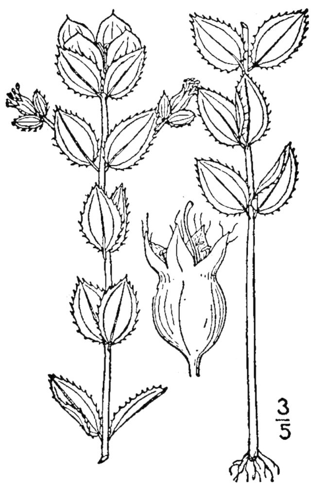 Figure 229f.