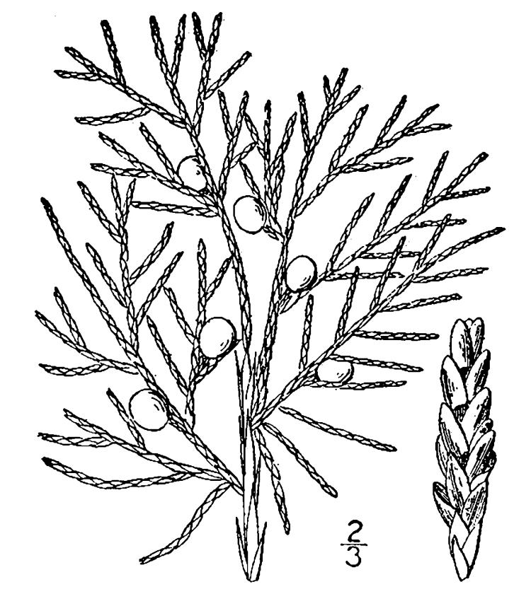 Figure 21.