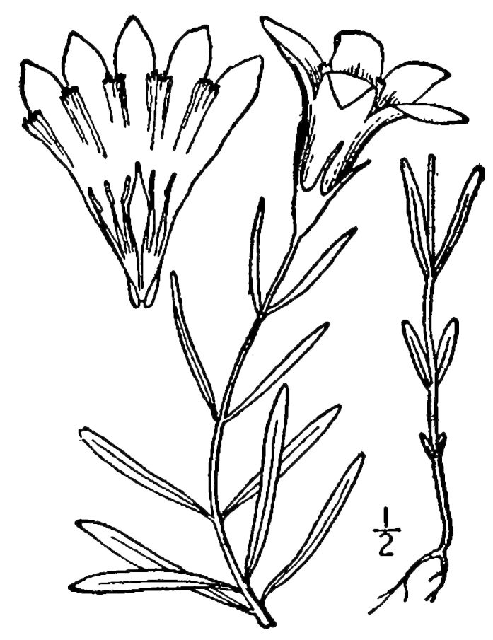 Figure 215a.
