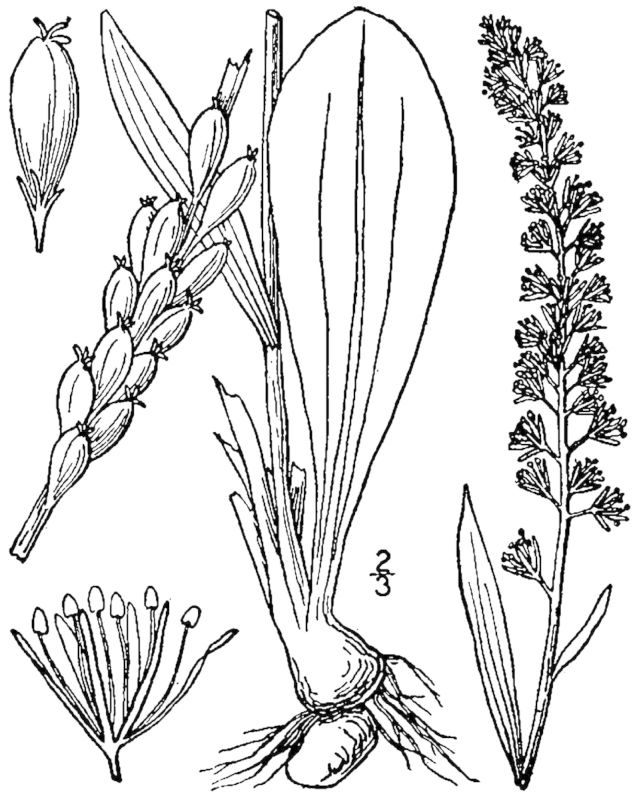 Figure 31.
