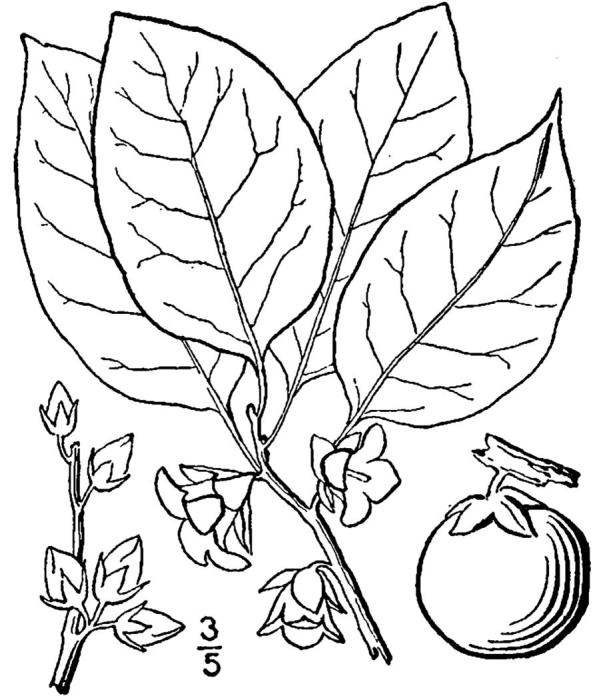 Figure 125.