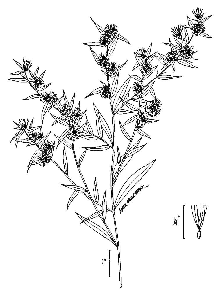 Figure 179b.