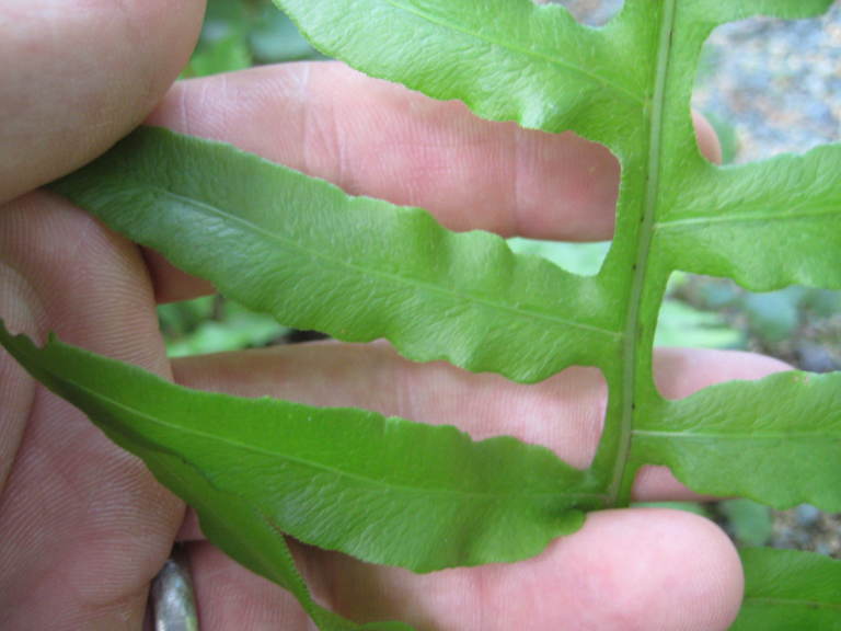Figure 15b.