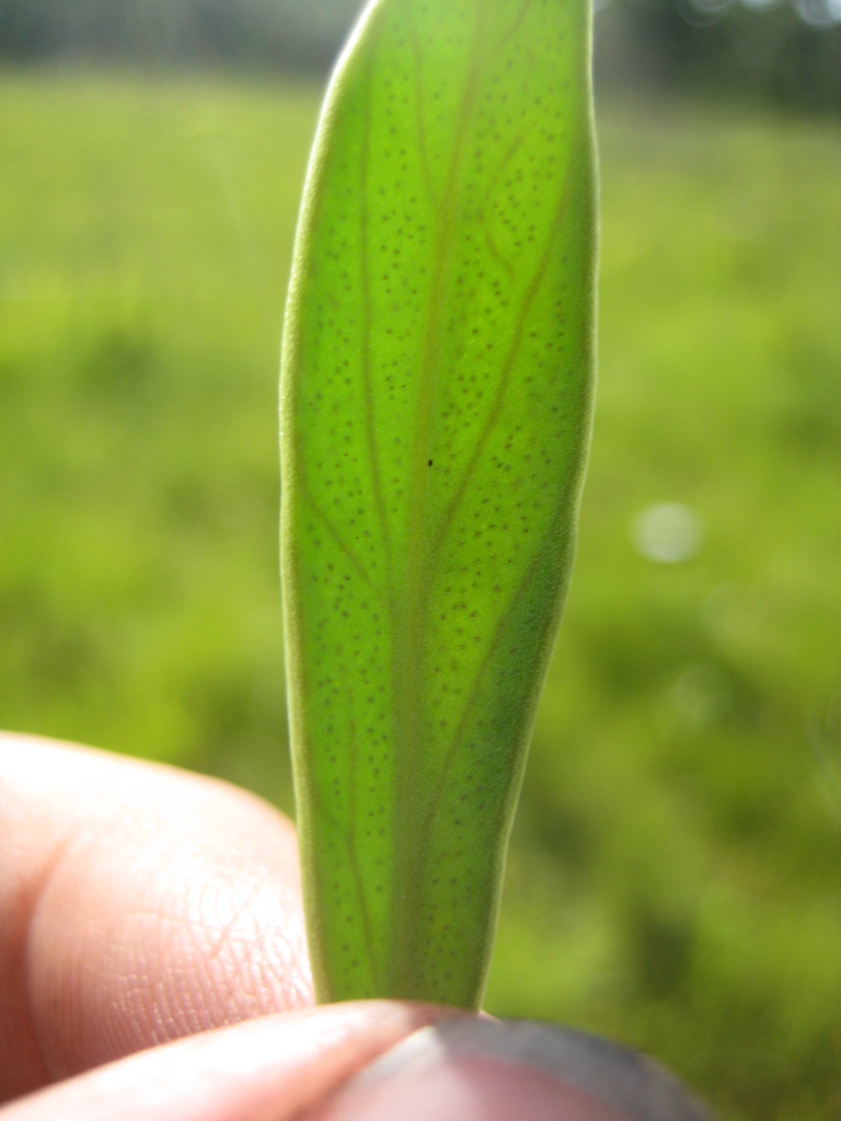 Figure 170b.