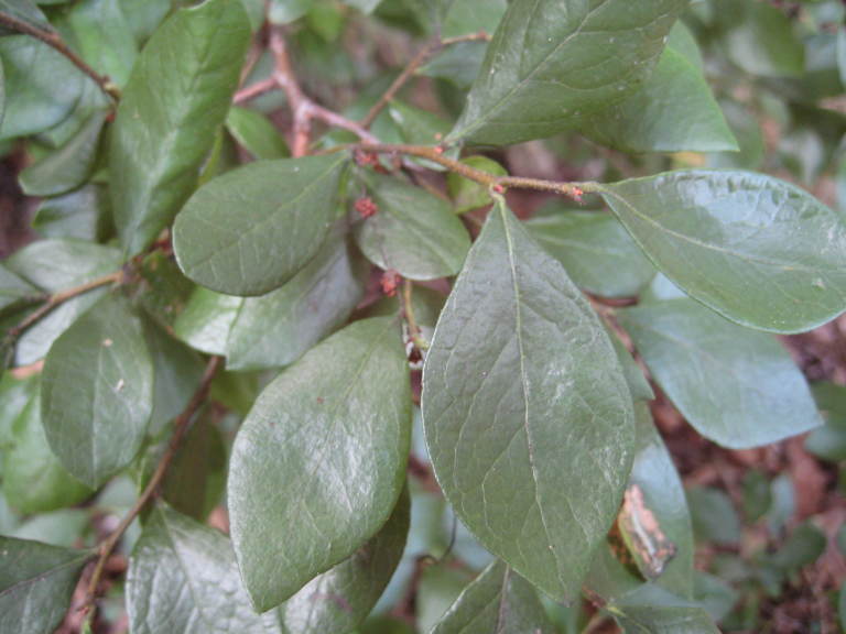 Figure 196b.