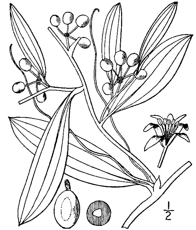 Figure 92c.