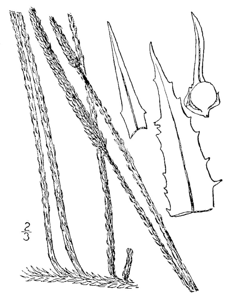 Figure 17b.