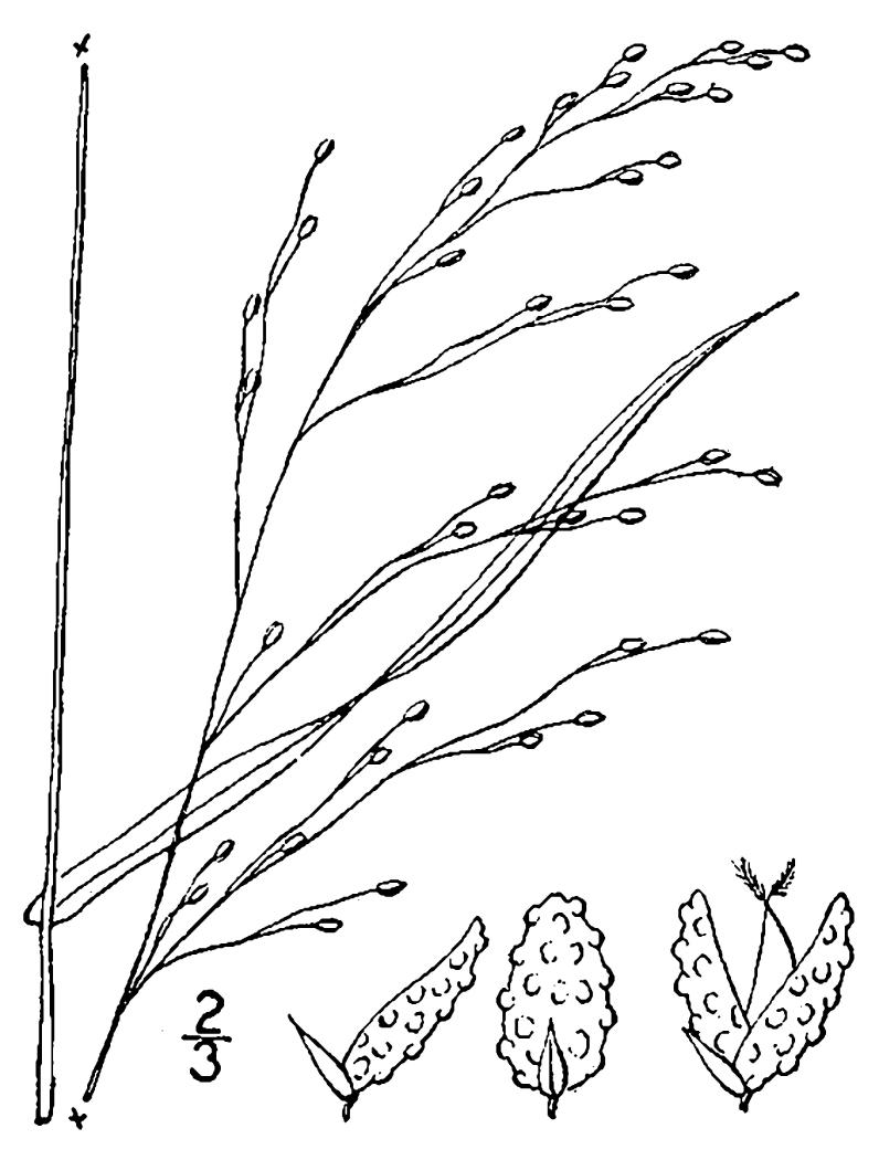 Figure 89c.