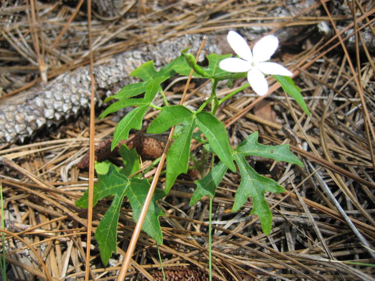 Figure 197b.