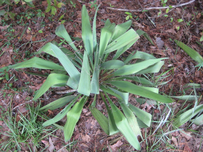 Figure 26b.