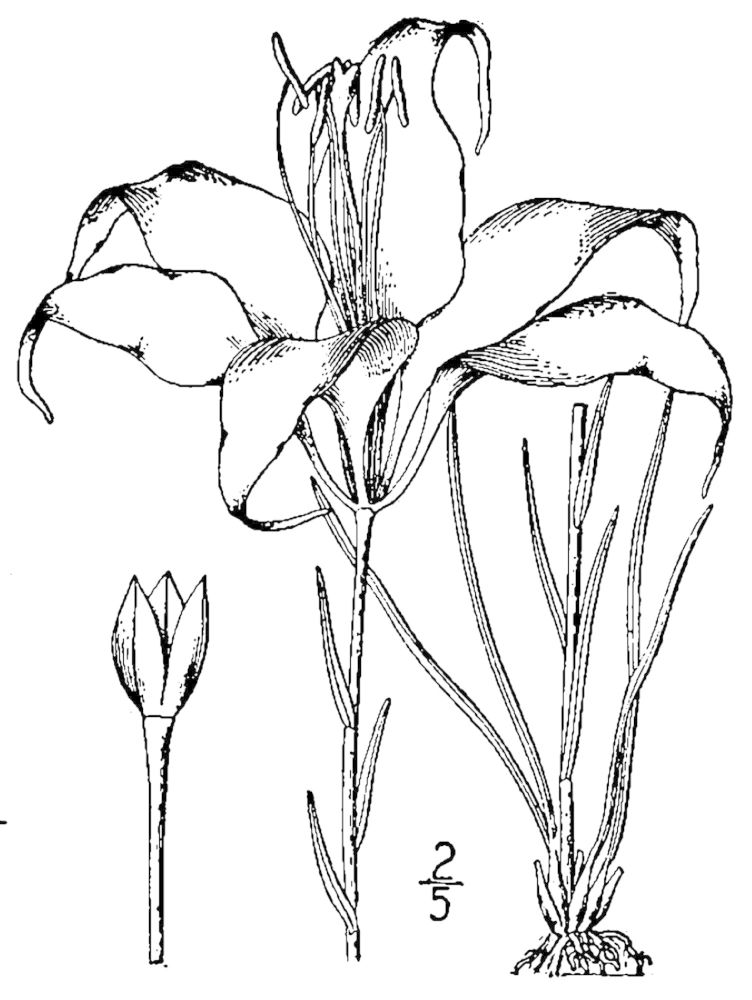 Figure 28a.
