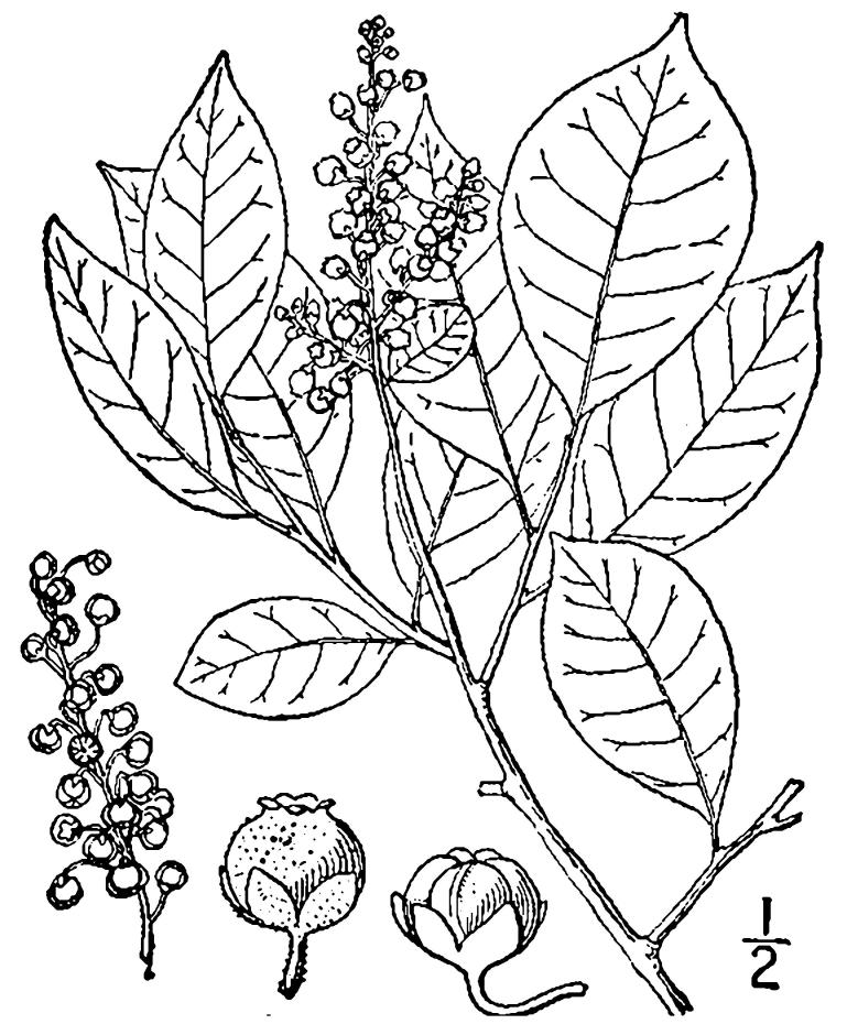 Figure 190a.