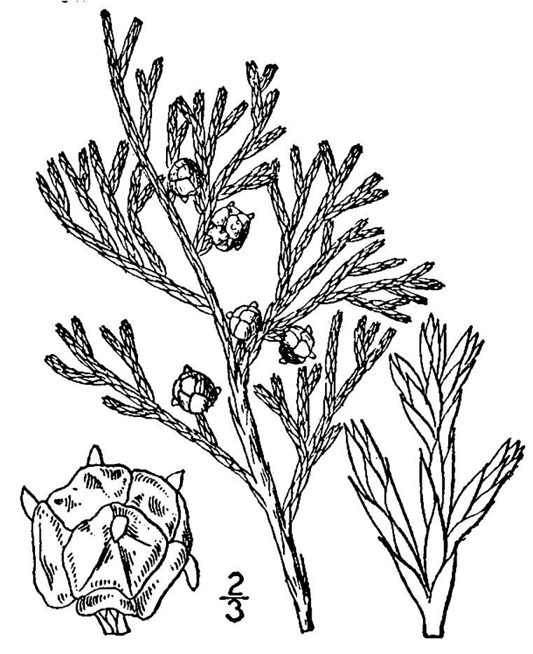 Figure 20.