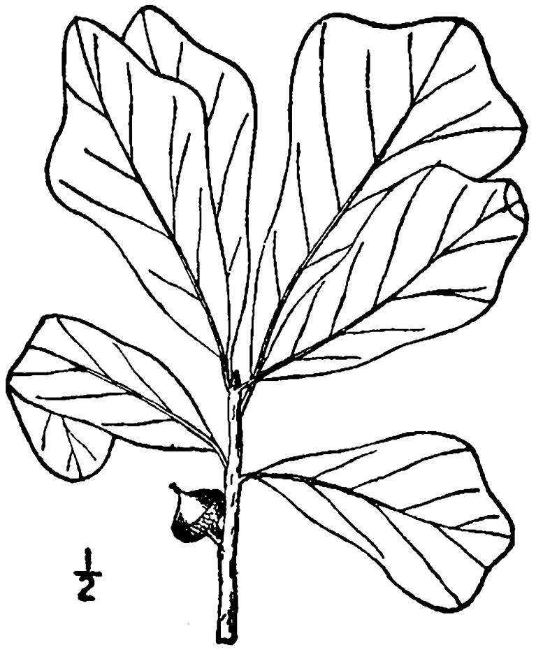 Figure 213a.