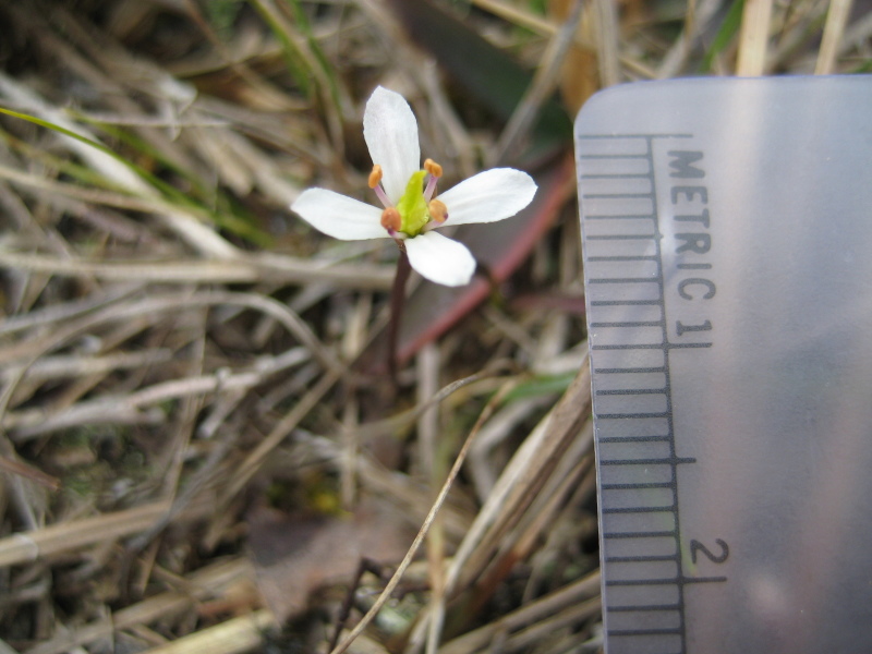 Figure 214b.