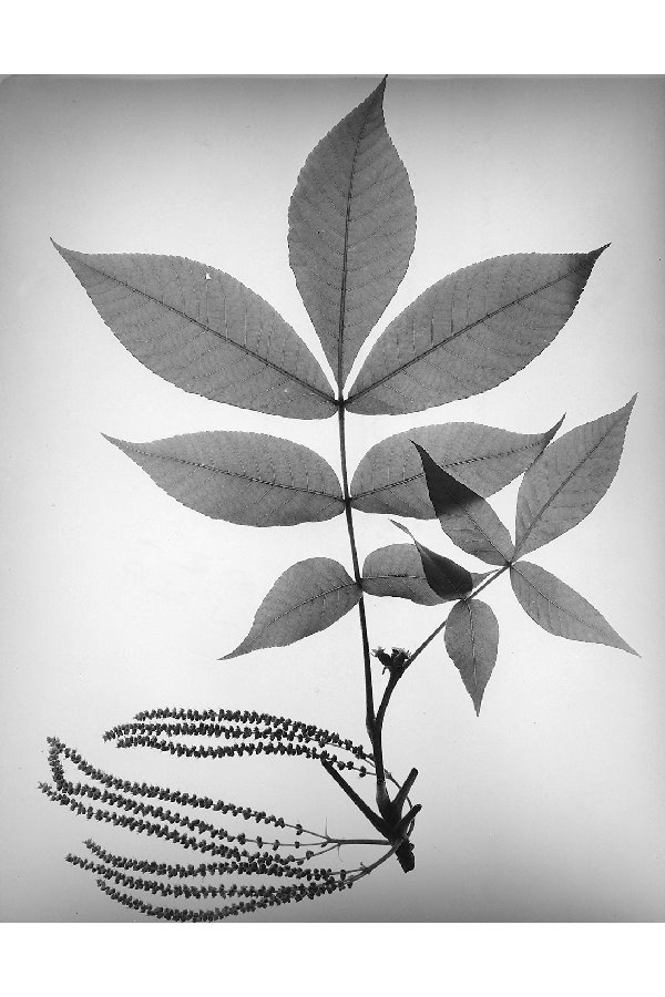 Figure 111a.