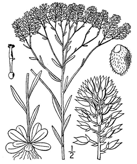 Figure 237c.