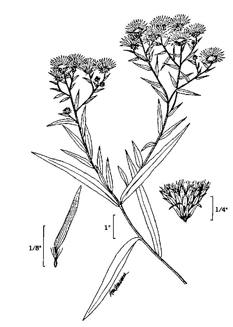 Figure 179c.