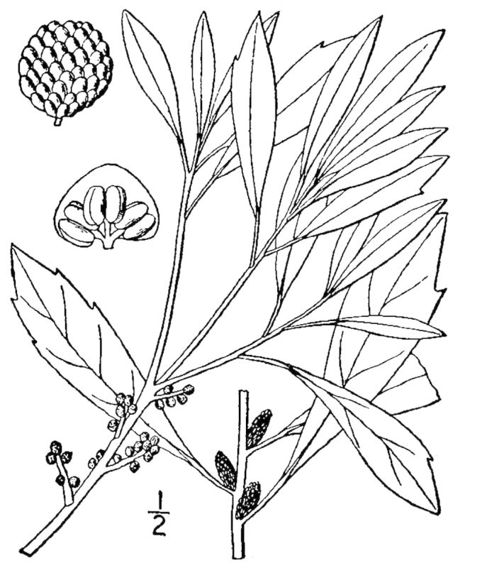 Figure 230c.
