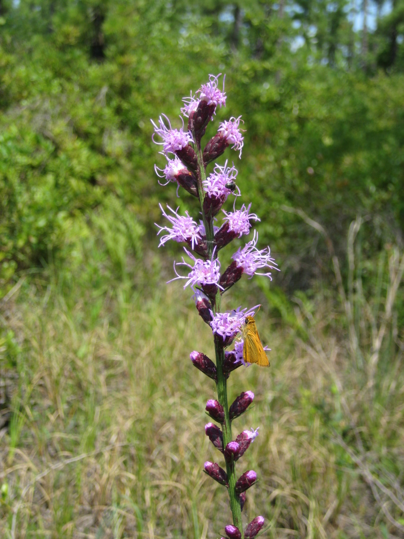 Figure 175b.
