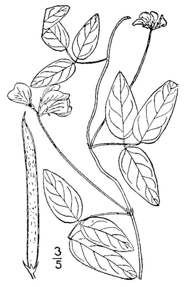 Figure 203.