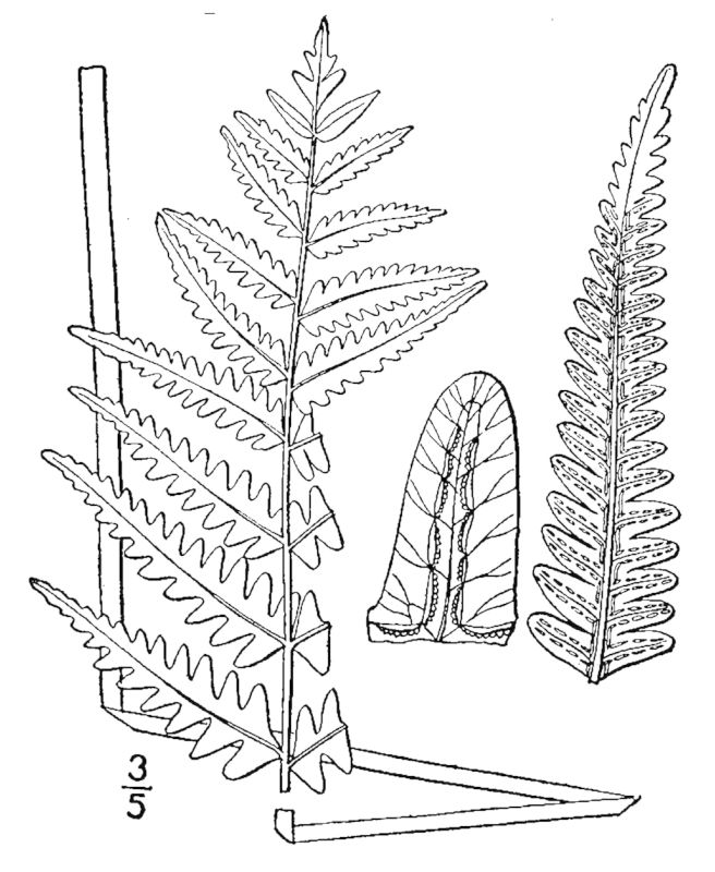 Figure 15c.