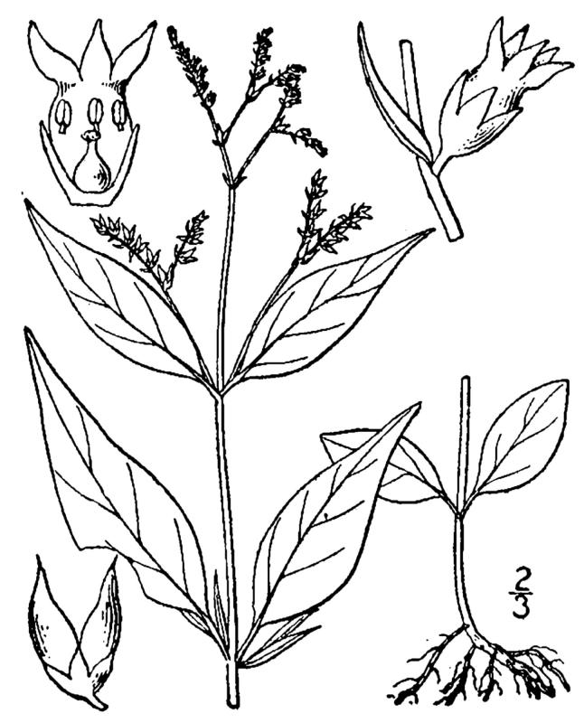 Figure 141a.
