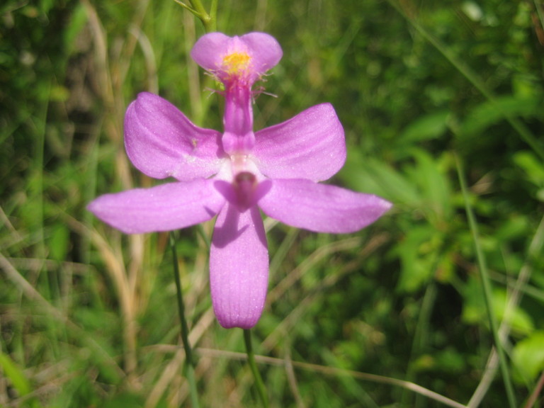 Figure 62c.