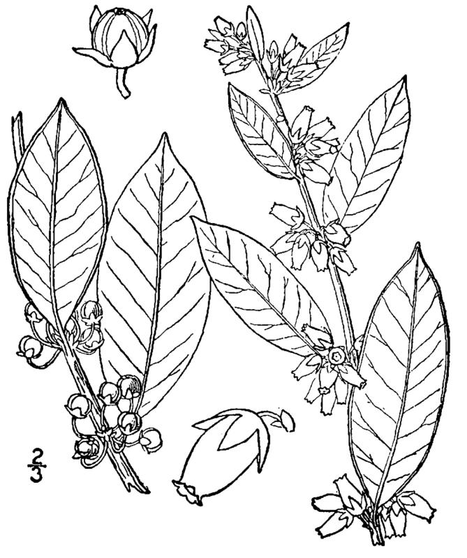 Figure 190c.
