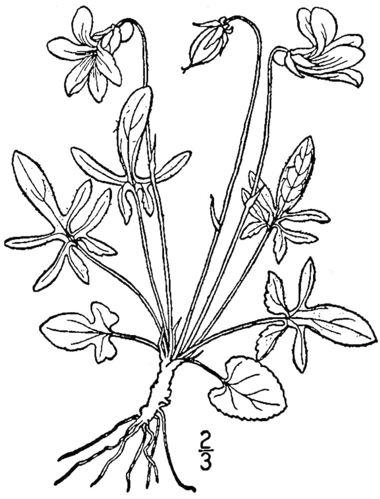 Figure 247d.