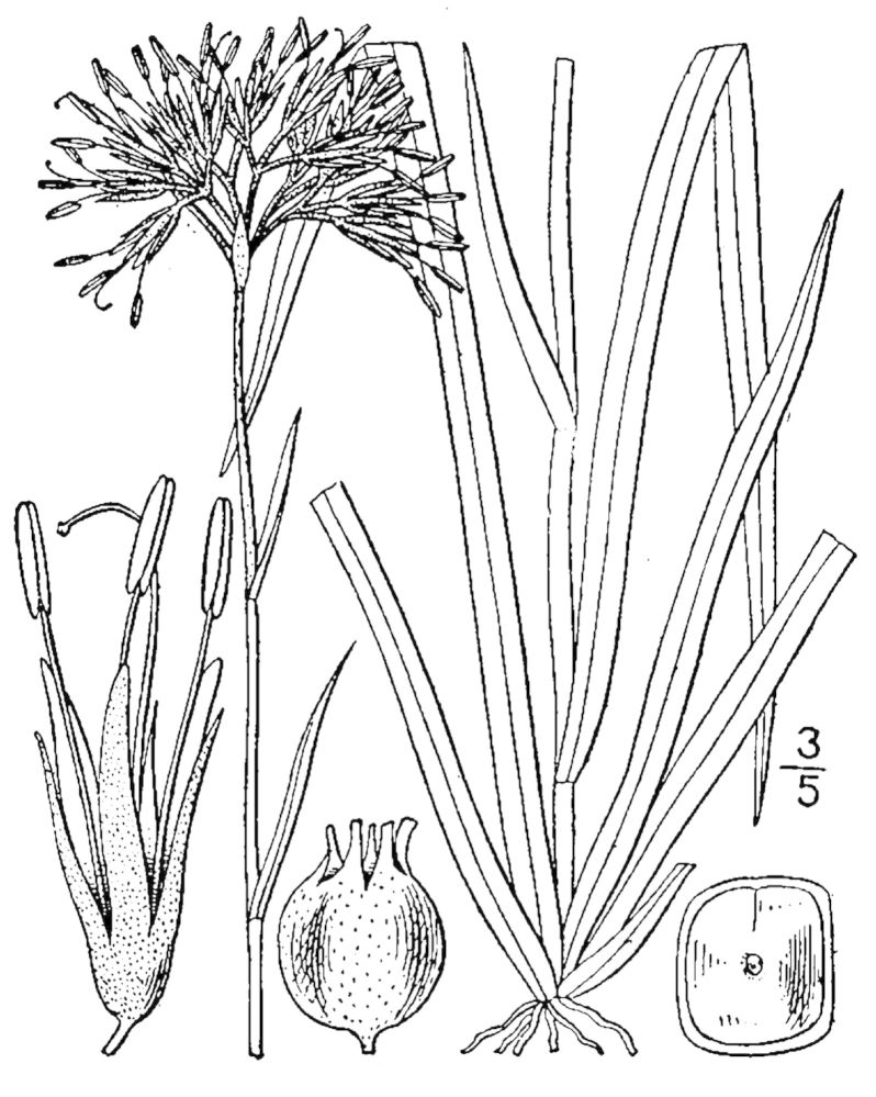 Figure 32a.