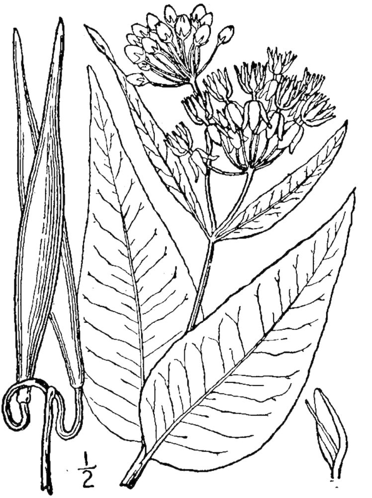 Figure 146f.