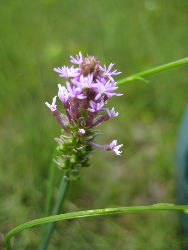 Figure 236f.